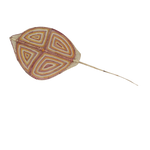 Stingray NG805-24
